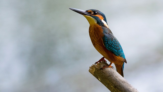 Fra farverige fjer til charmerende sang: Hvordan fuglebad og foderstationer beriger din have