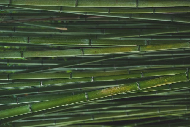 Bambus dynen - et miljøvenligt valg for både dig og planeten